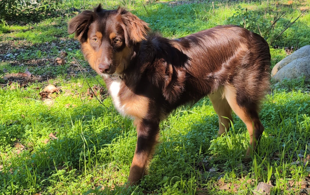 hazel outdoors hiking