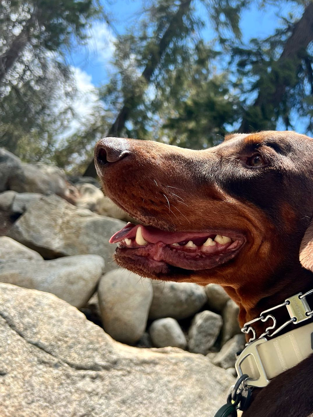 Dog with a collar and tag outdoors on a sunny day